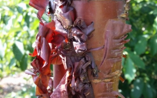Prunus serrula afschilferende schors