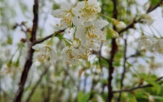 Prunus serrula (5)