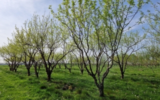 prunus serrula 2