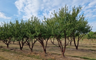Prunus serrula overzicht
