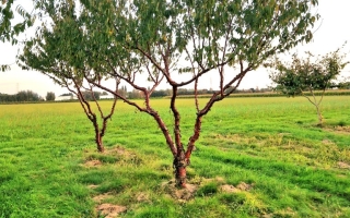 Prunus serrula