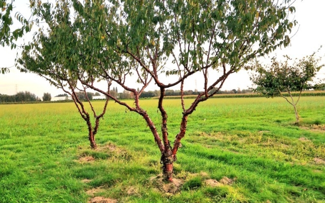 Prunus serrula