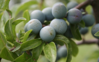 Prunus spinosa bes