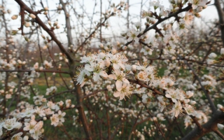 Prunus spinosa bloei