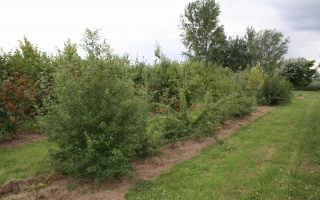 Prunus spinosa solitaire struik 200-250