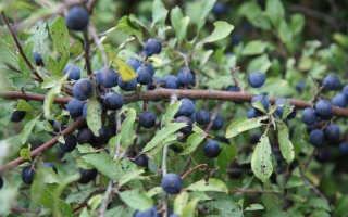 Prunus spinosa bessen