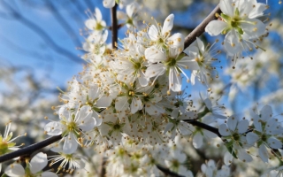 prunus spinosa 1