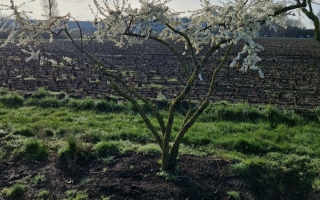 prunus spinosa 2