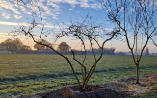 Prunus spinosa