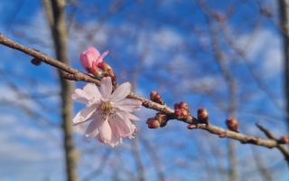 Prunus subhirtella 'Autumnalis rosea' (3)