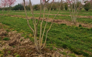Prunus subhirtella 'Autumnalis rosea' bloei