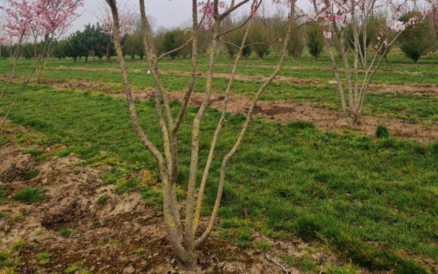 Prunus subhirtella 'Autumnalis Rosea'