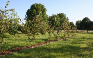 Prunus subhirtella 'Autumnalis Rosea' meerstammig 200-250