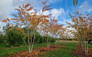 Prunus yedoensis automne