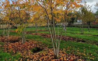 Prunus yedoensis automne