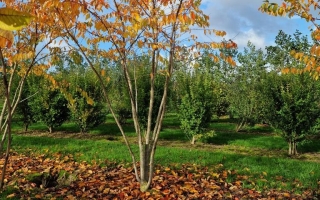 Prunus yedoensis