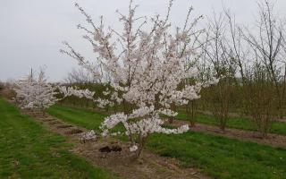 Prunus yedoensis meerstammig 350-400 bloei