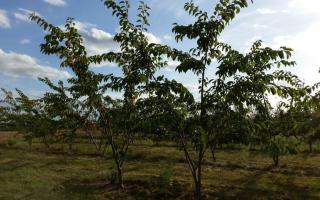 Prunus yedoensis meerstammig 300-350
