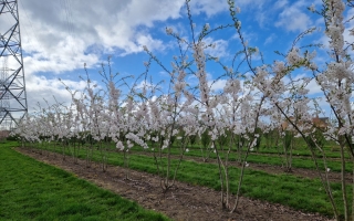 Prunus yedoensis floraison
