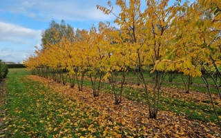 Prunus yedoensis couleurs d'automne