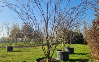Ptelea trifoliata 200-250 (2)