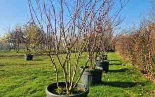 Ptelea trifoliata 200-250