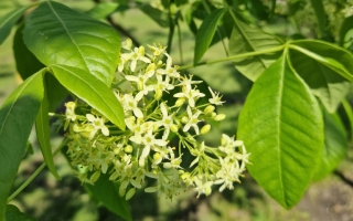 Ptelea trifoliata