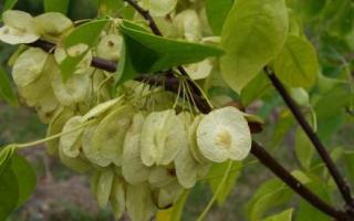 Ptelea trifoliata vrucht