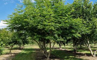 Pterocarya fraxinifolia meerstammig 500-600