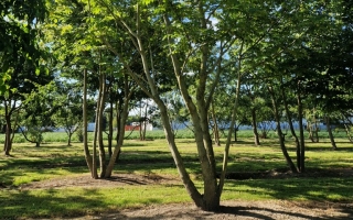 Pterocarya fraxinifolia