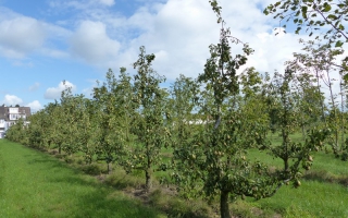 Pyrus communis conference solitair