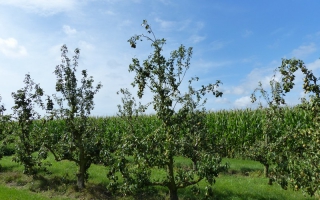 Pyrus communis conference