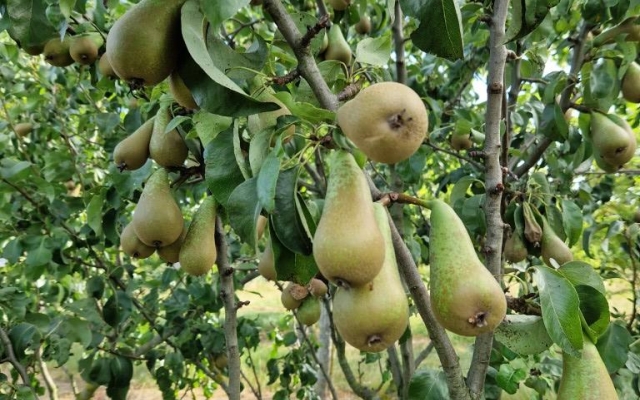 Pyrus communis eetpeer