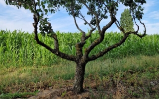 pyrus communis 'Conference' 2