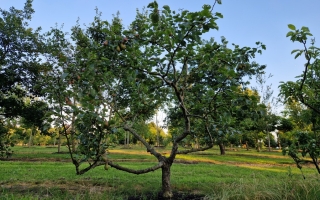 Pyrus communis 'Pastoorpeer'