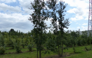 Quercus cerris meerstammig 600-700