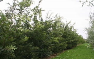 Quercus cerris meerstammig 400-500