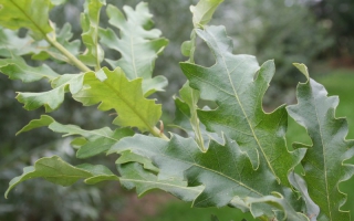 Quercus cerris blad