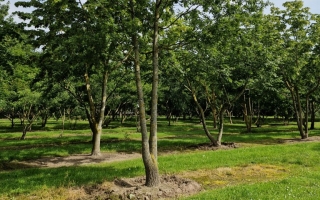 Quercus cerris (2)