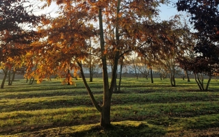 Quercus cerris herfst