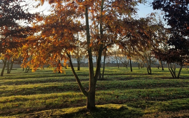 Quercus cerris