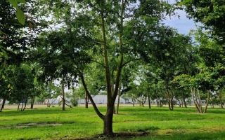 quercus cerris