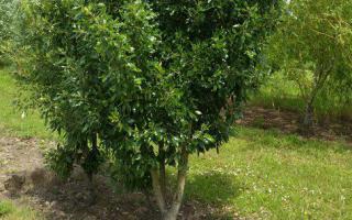 Quercus hispanica 'Fulhamensis' meerstammig 300-350