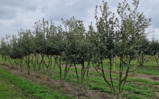 Quercus ilex