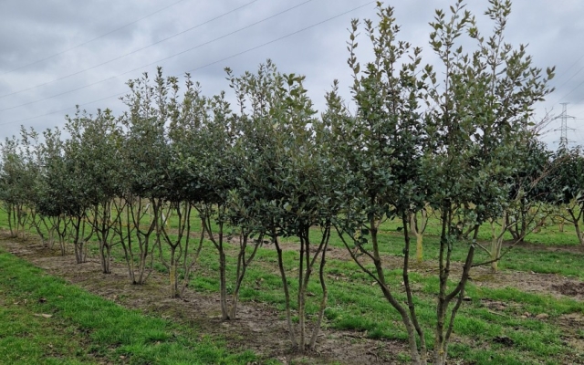 Quercus ilex