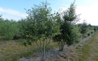 Quercus ilex 200-250 meerstammig