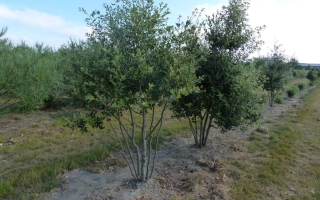 Quercus ilex 200-250 meerstammig