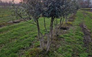 Quercus ilex meerstammig