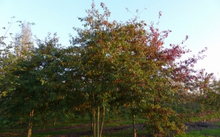 Quercus palustris meerstammig 800-900