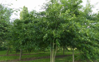 Quercus palustris meerstammig 700-800